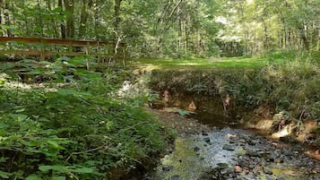 A forested area with a small stream and a wooden bridge.