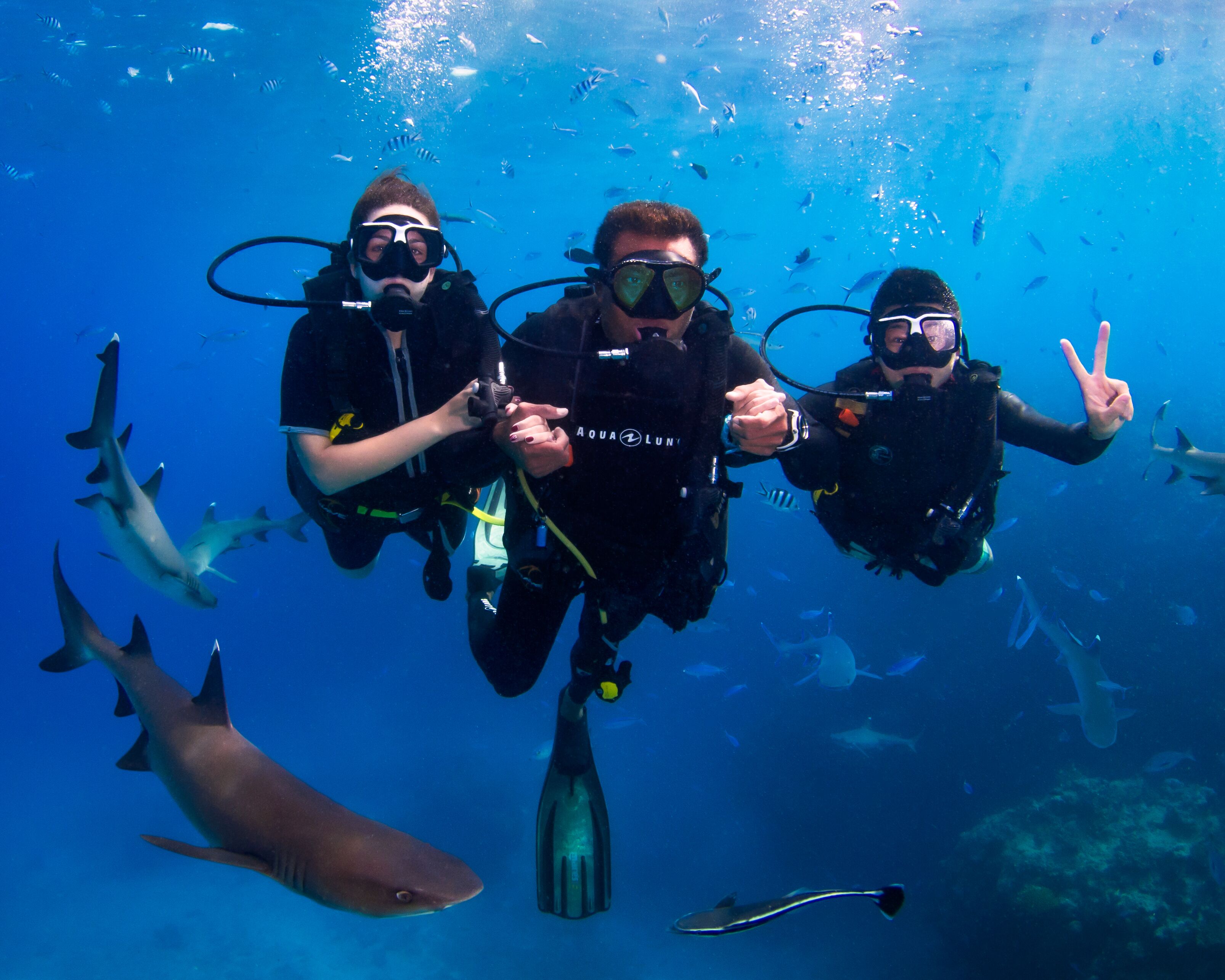 Three scuba divers underwater with sharks and fish around them.