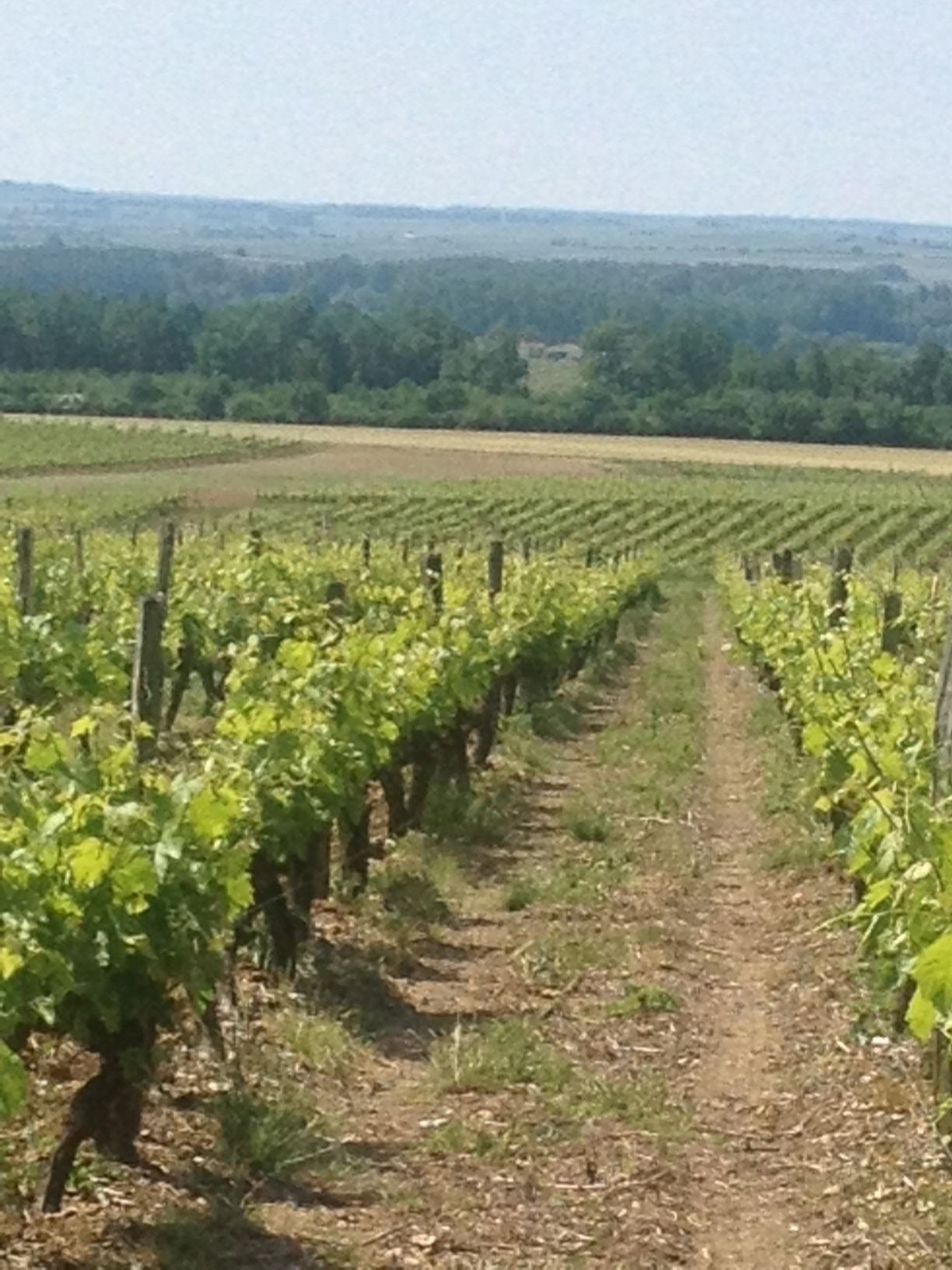 A vineyard with rows of grapevines and a dirt path.