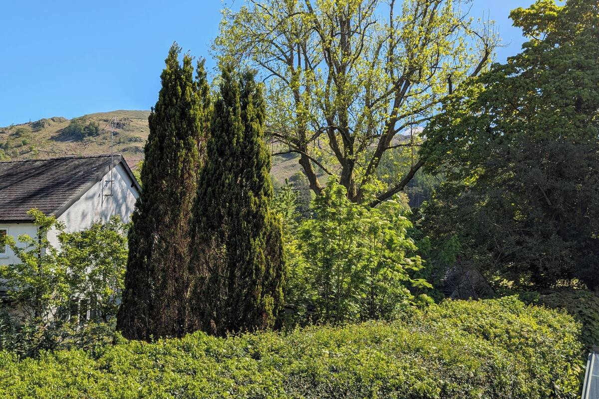 A house with a sloped roof, a tall coniferous tree, and a hill in the background.
