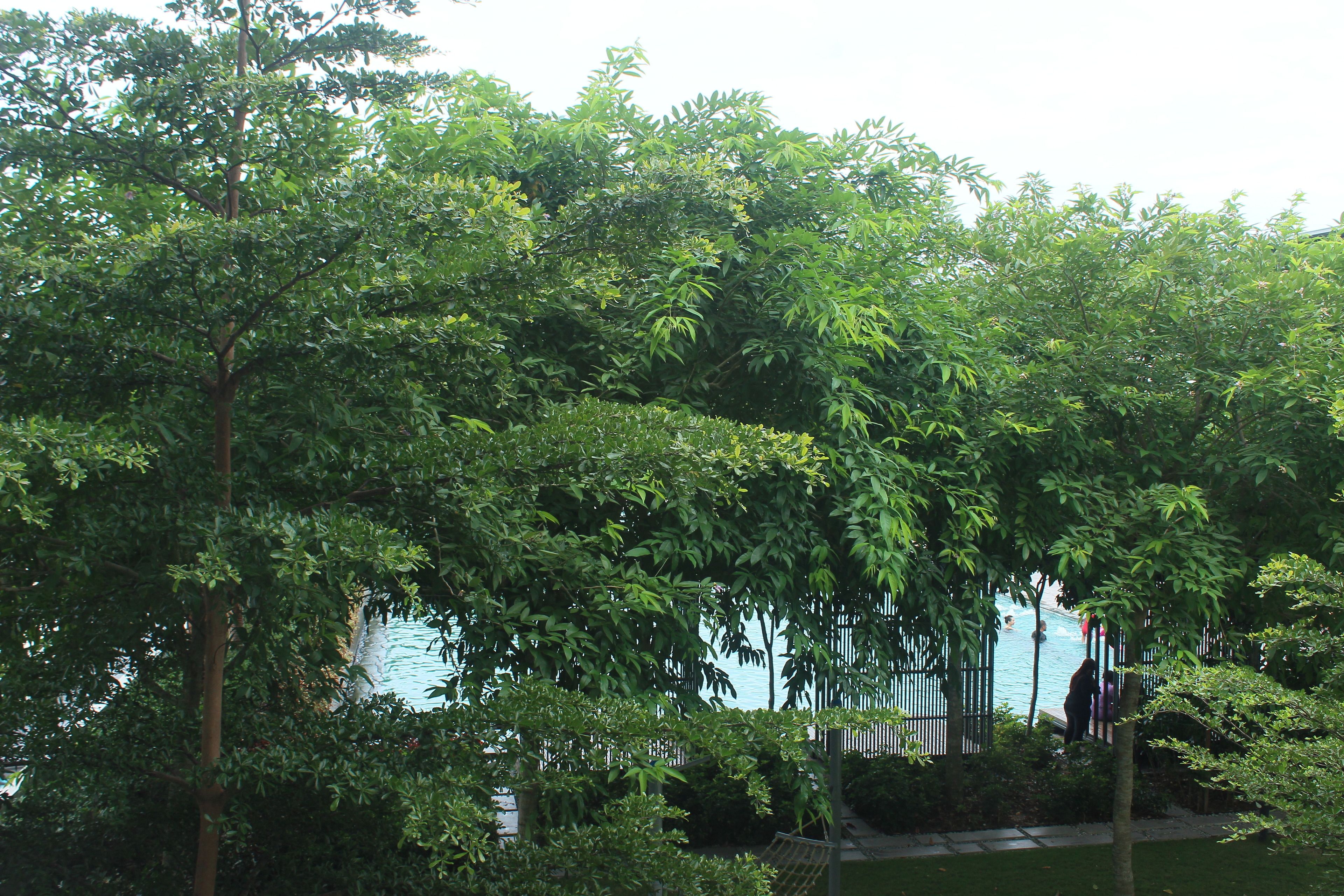 Un exuberante jardín con abundante follaje y una vista despejada del área de la piscina.