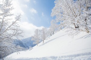 A snowy landscape with trees and a clear sky.