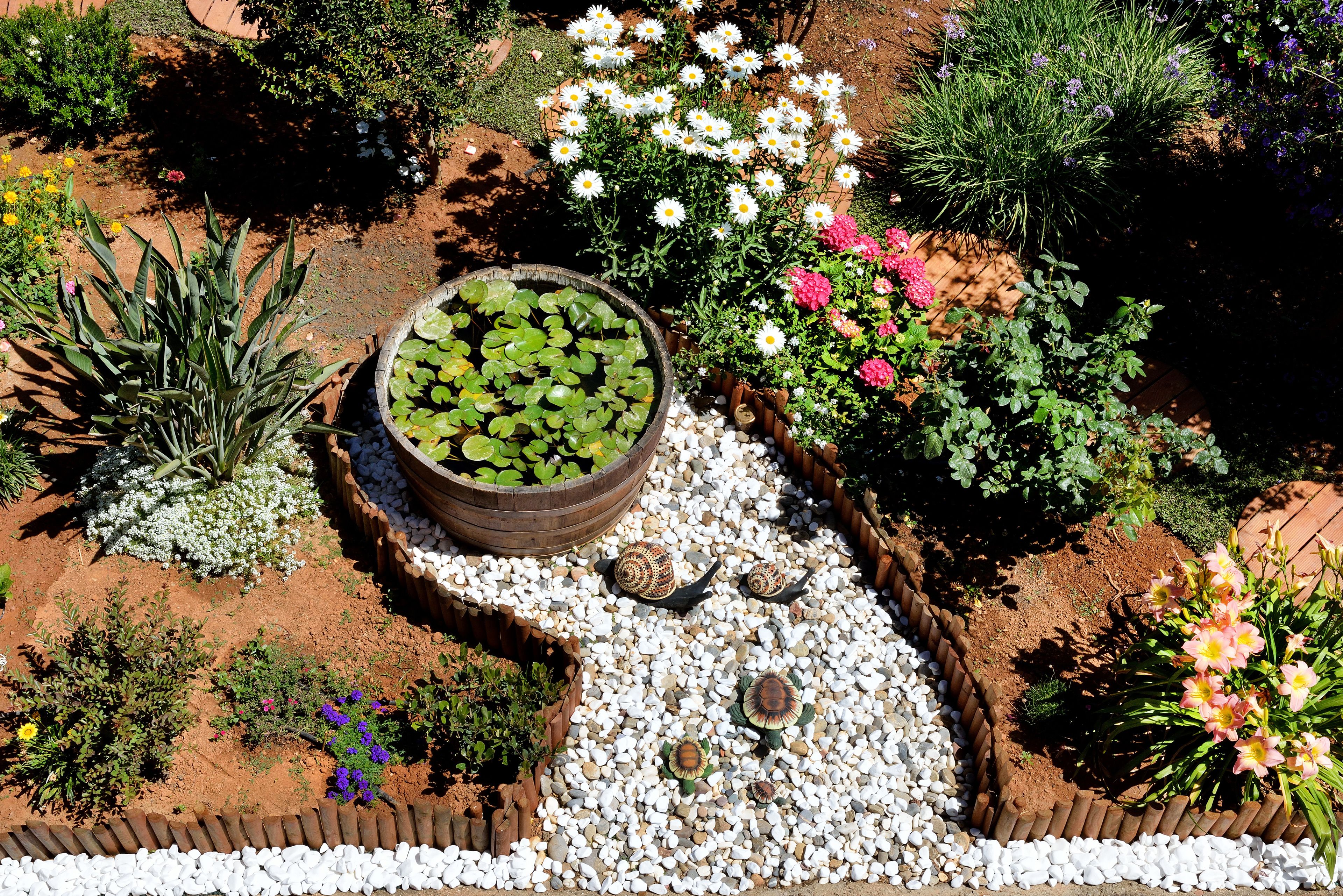 Un giardino con diverse piante e uno stagno.