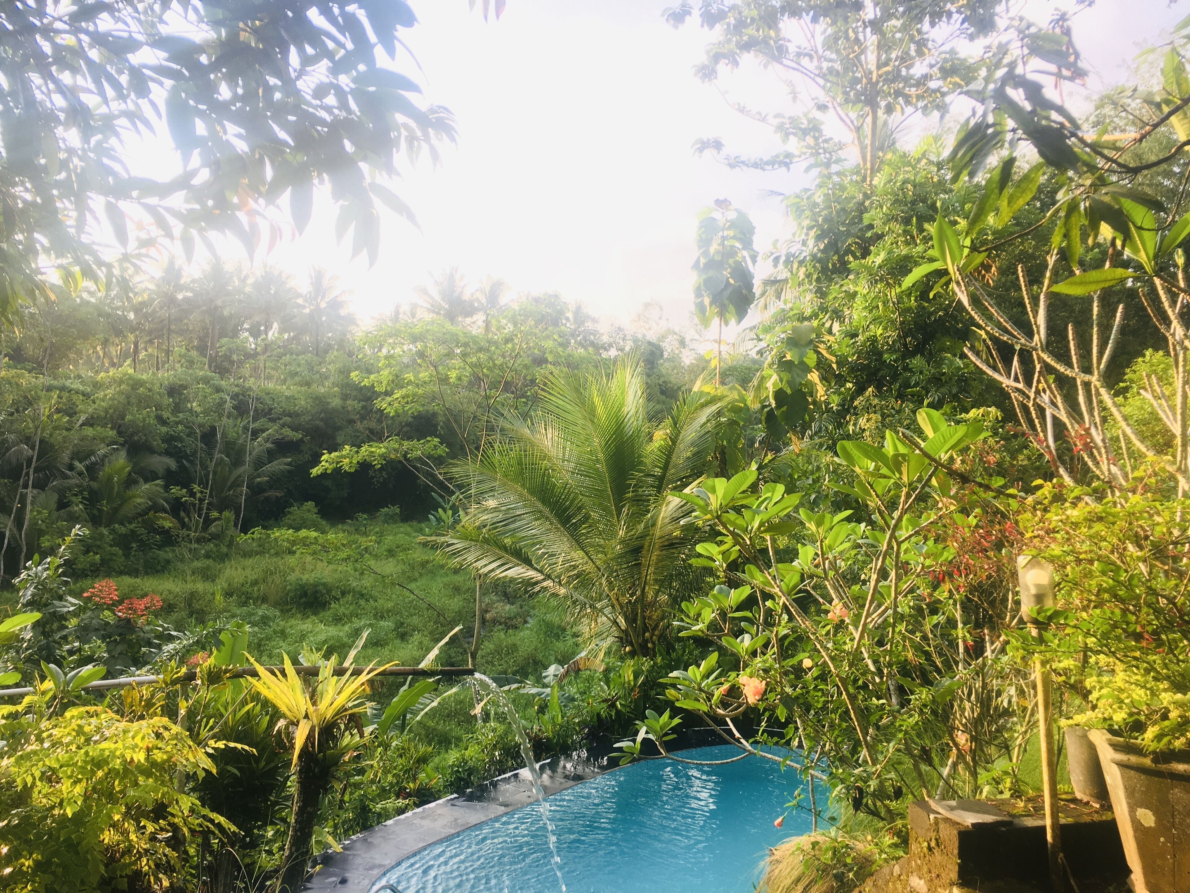 Una piscina rodeada de exuberante vegetación.