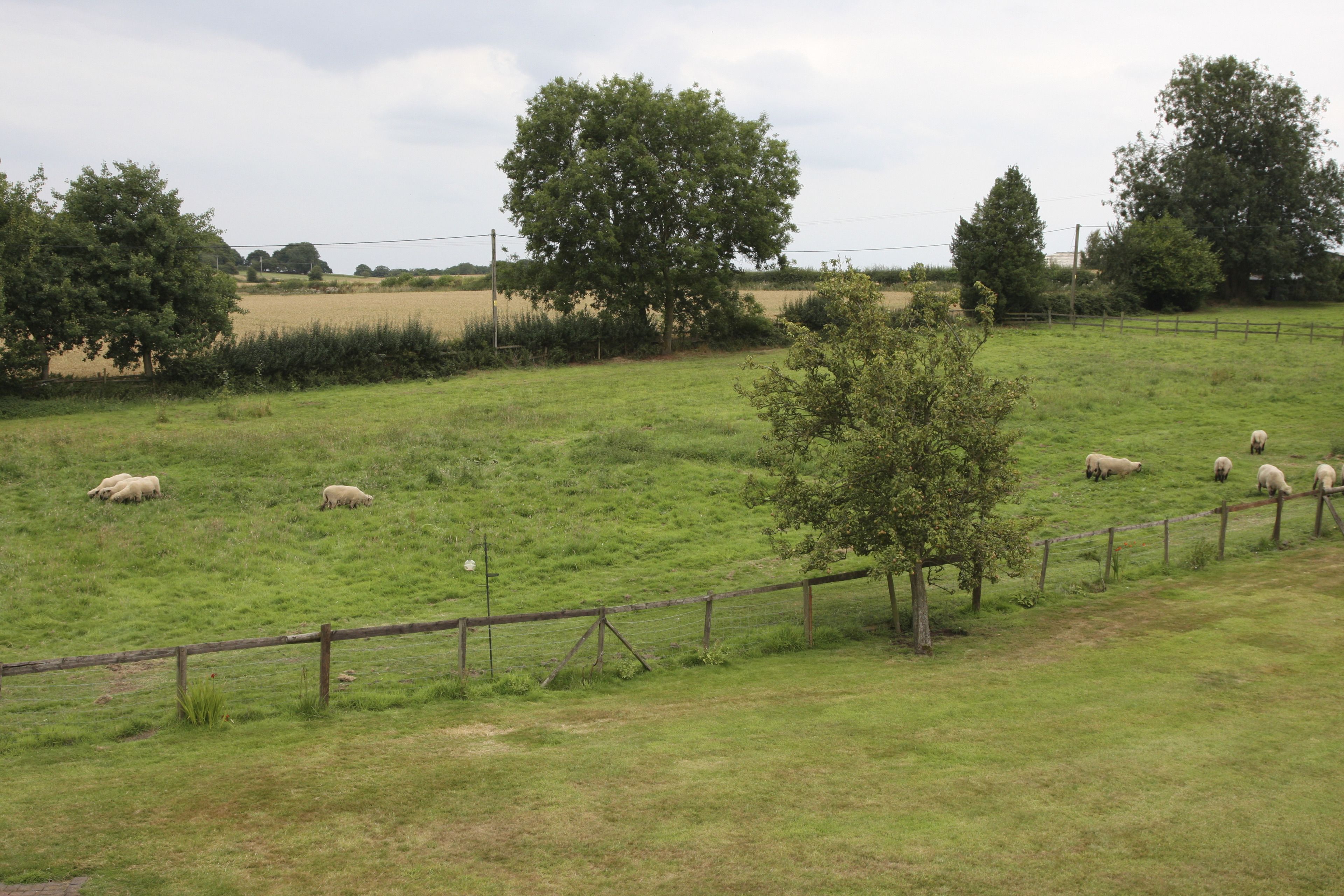 A rural landscape with a fenced field, trees, and grazing sheep.
