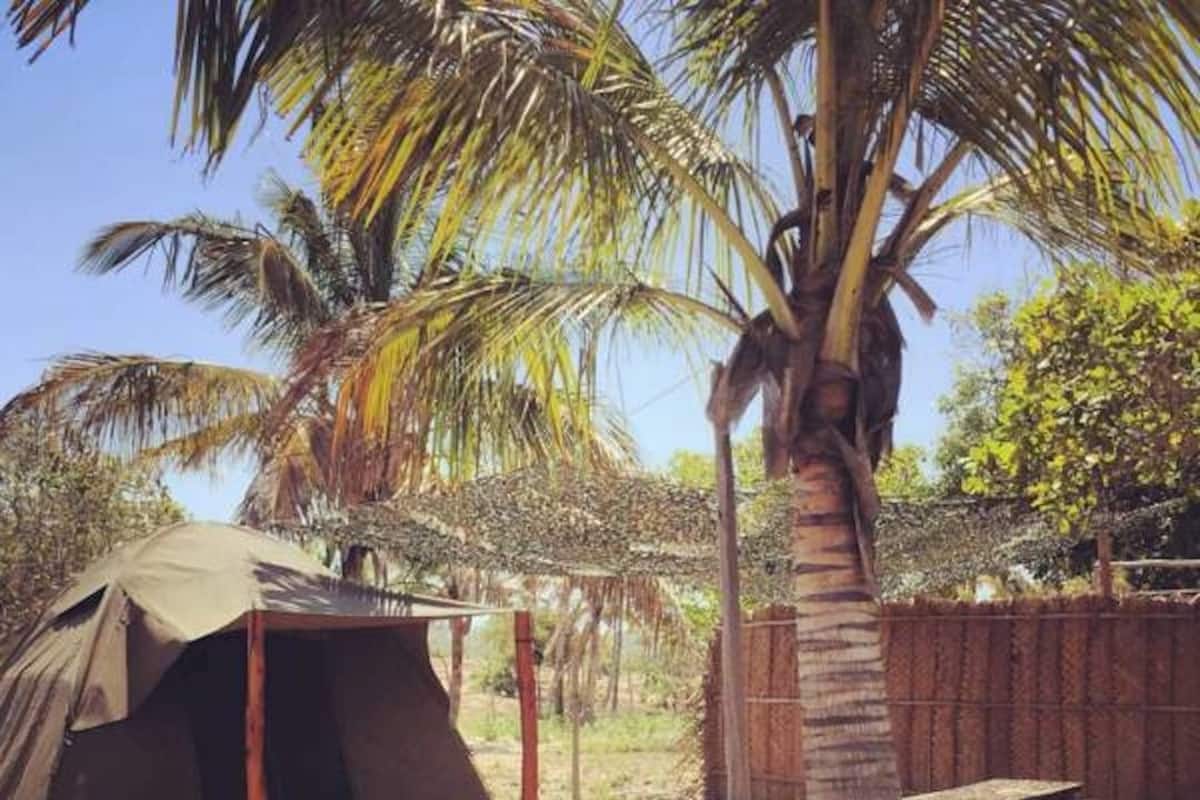 A tent set up in a natural setting with a wooden bench and a palm tree nearby.