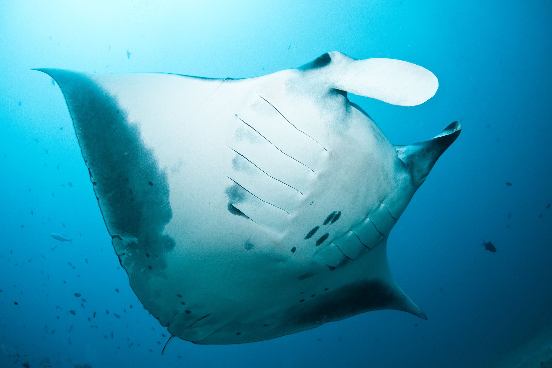 A manta ray swimming underwater.