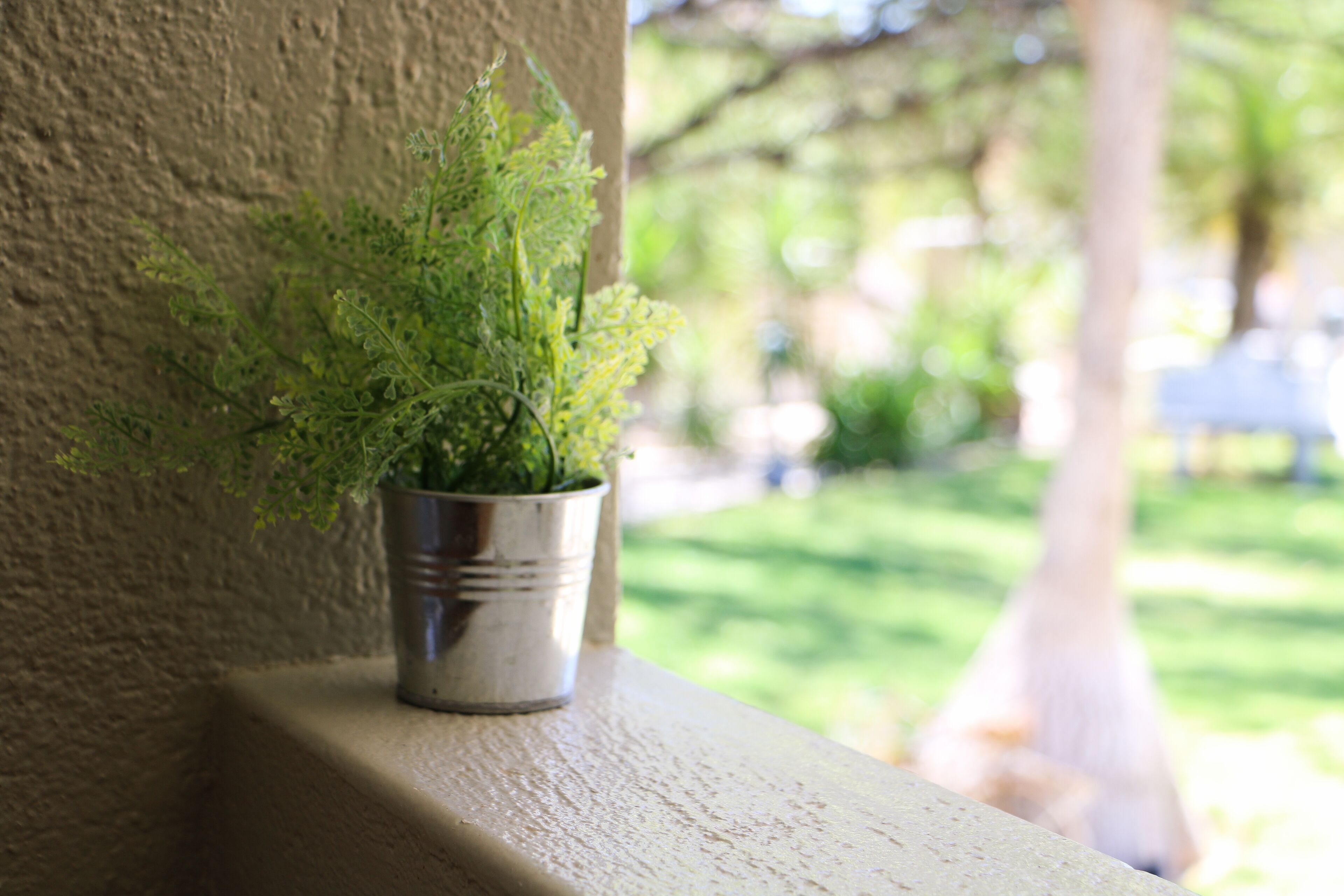 A potted plant on a window ledge.