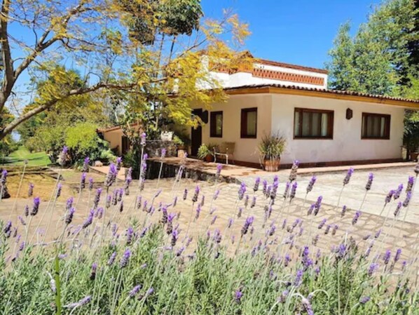 Deluxe Suite | Terrace/patio