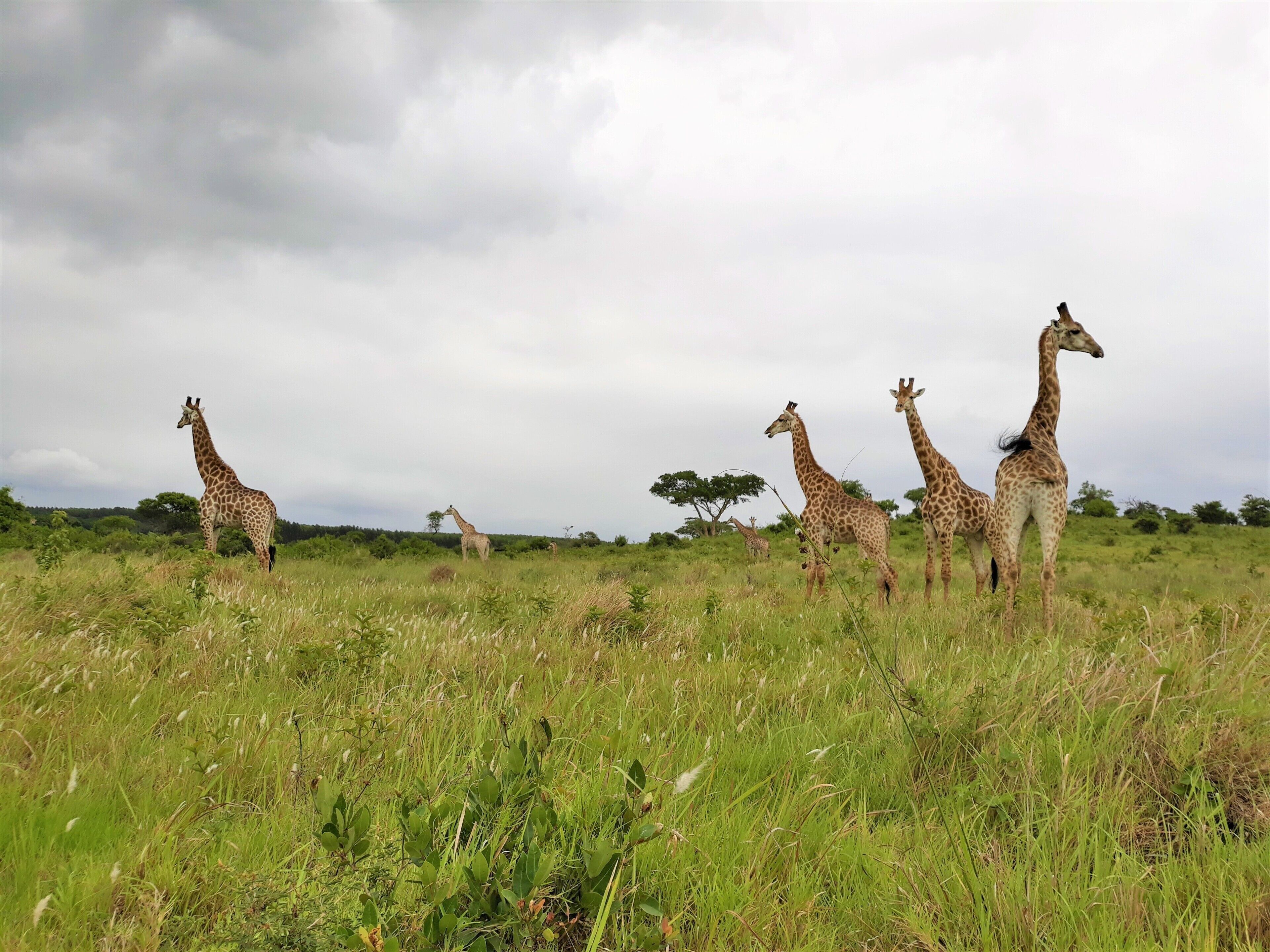 A group of giraffes in a grassy field with trees in the background.