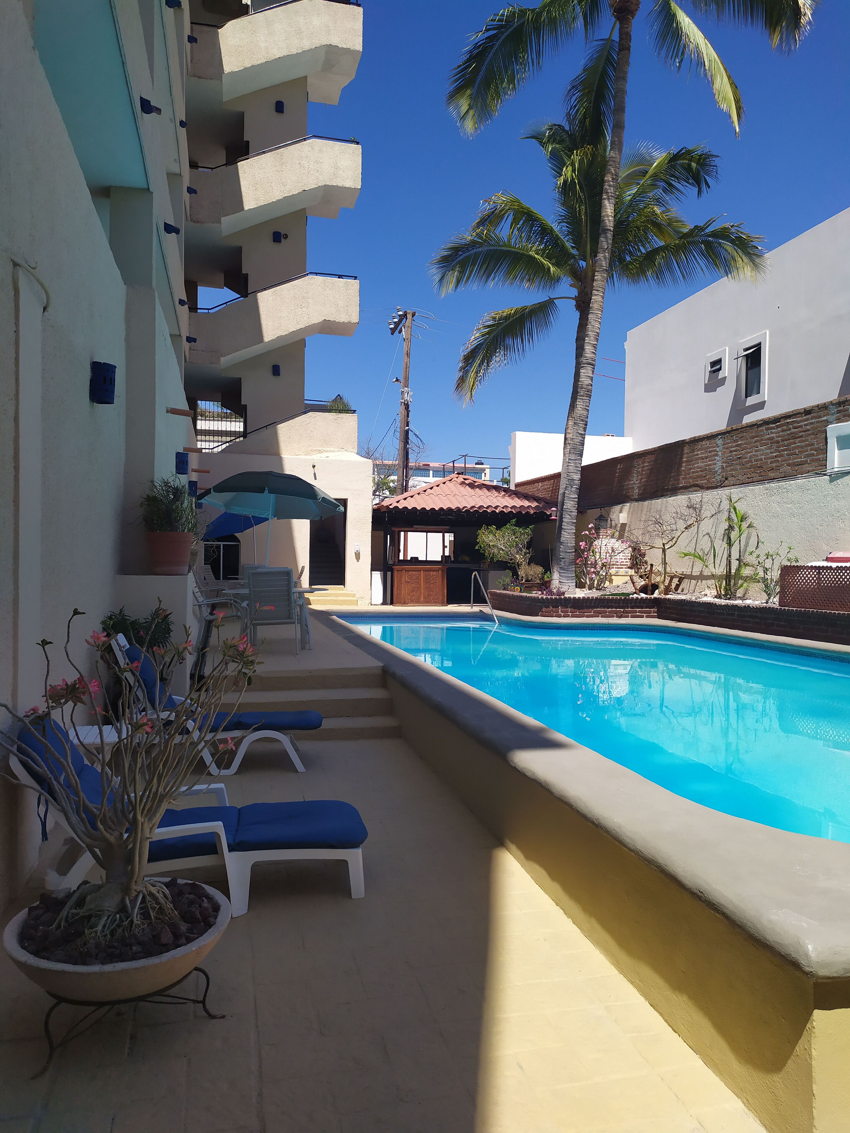 Zona de piscina con sillones de descanso, una palmera y un edificio con balcones.