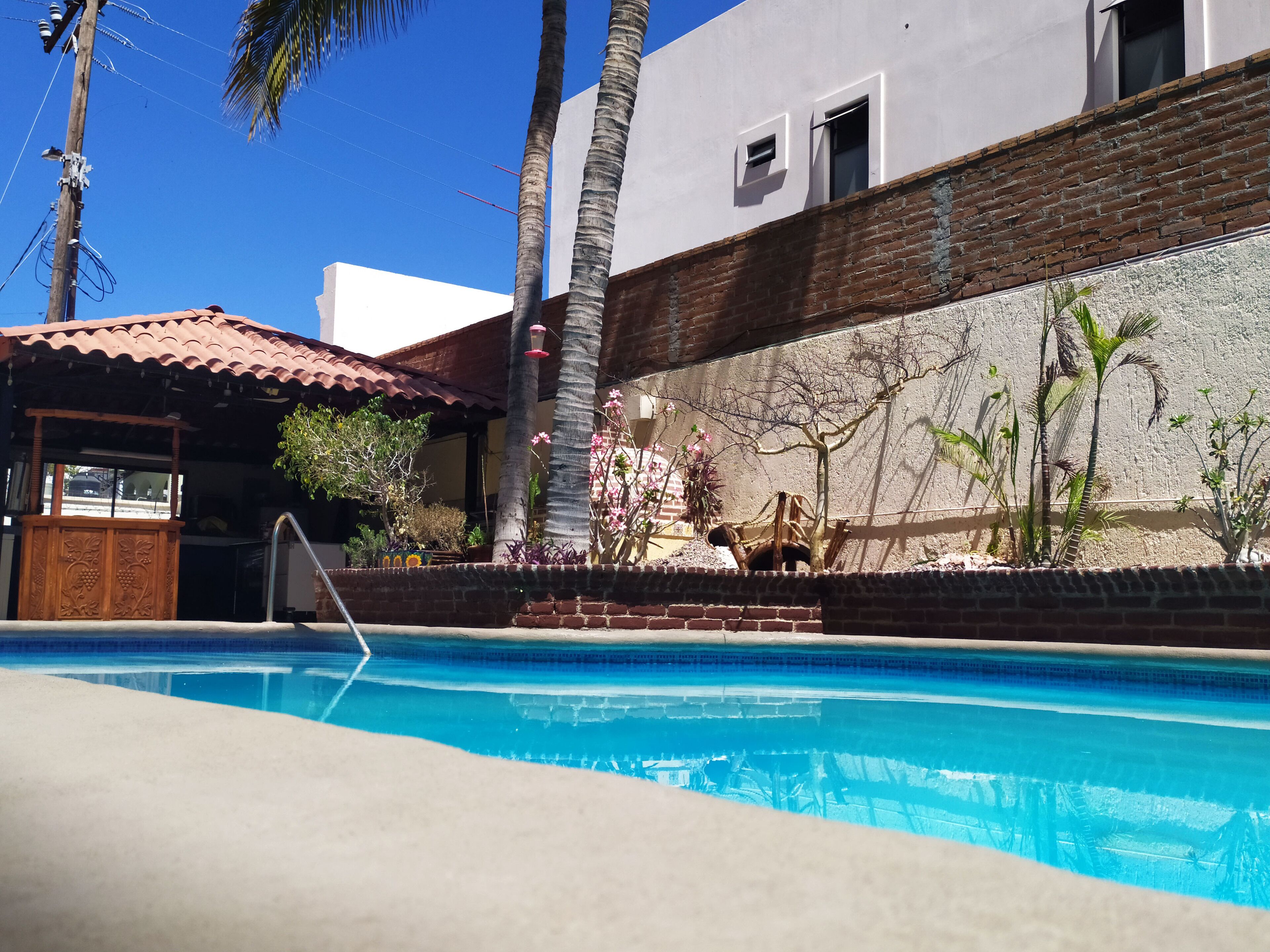 A swimming pool with a tiled deck, surrounded by palm trees and various plants.