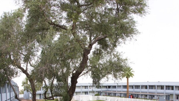 A tree-lined courtyard with a swimming pool, a white fence, and a building in the background. - E-Z 8 Motel Phoenix Airporter (Phoenix)