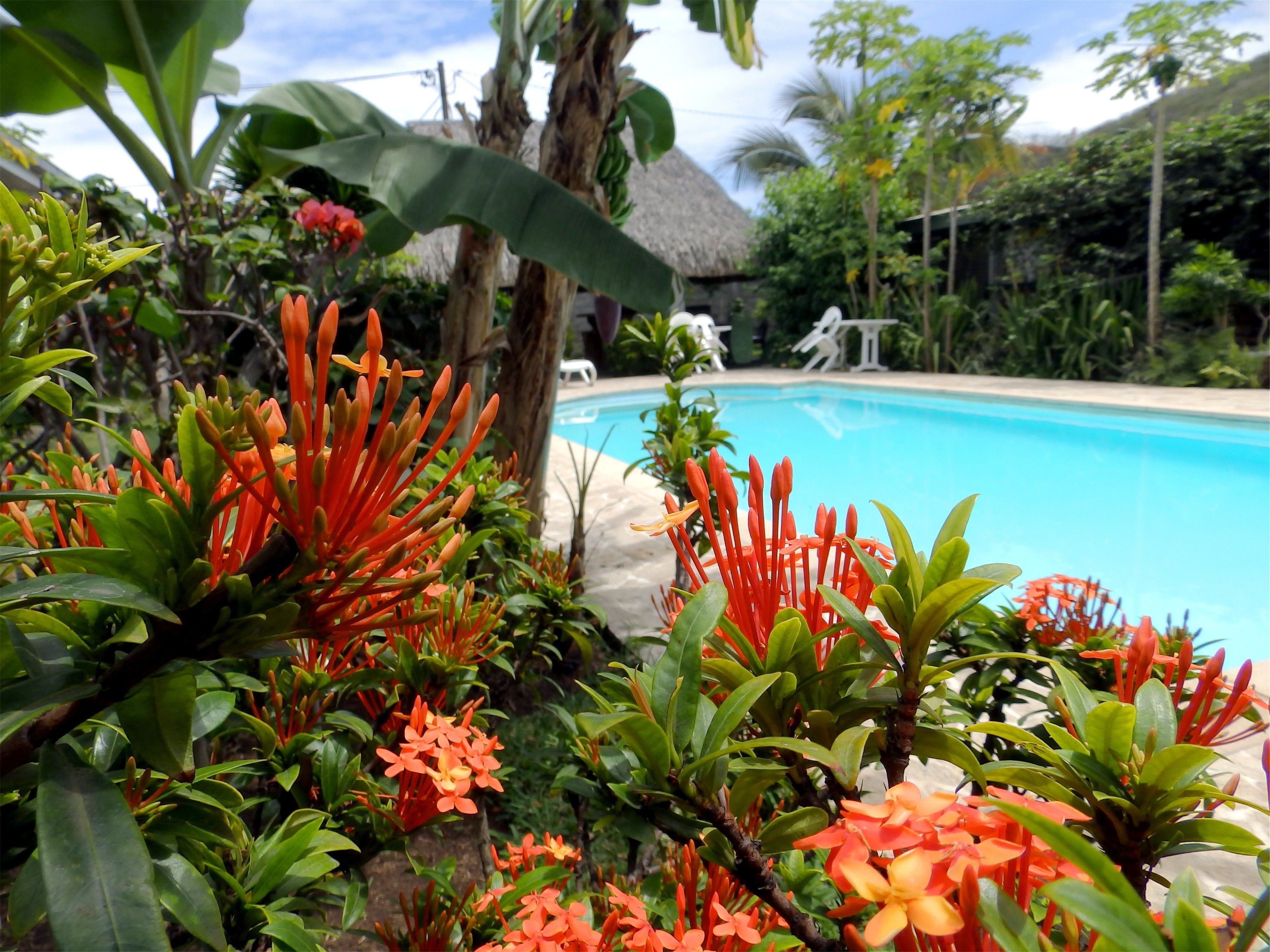 Outdoor pool, pool loungers