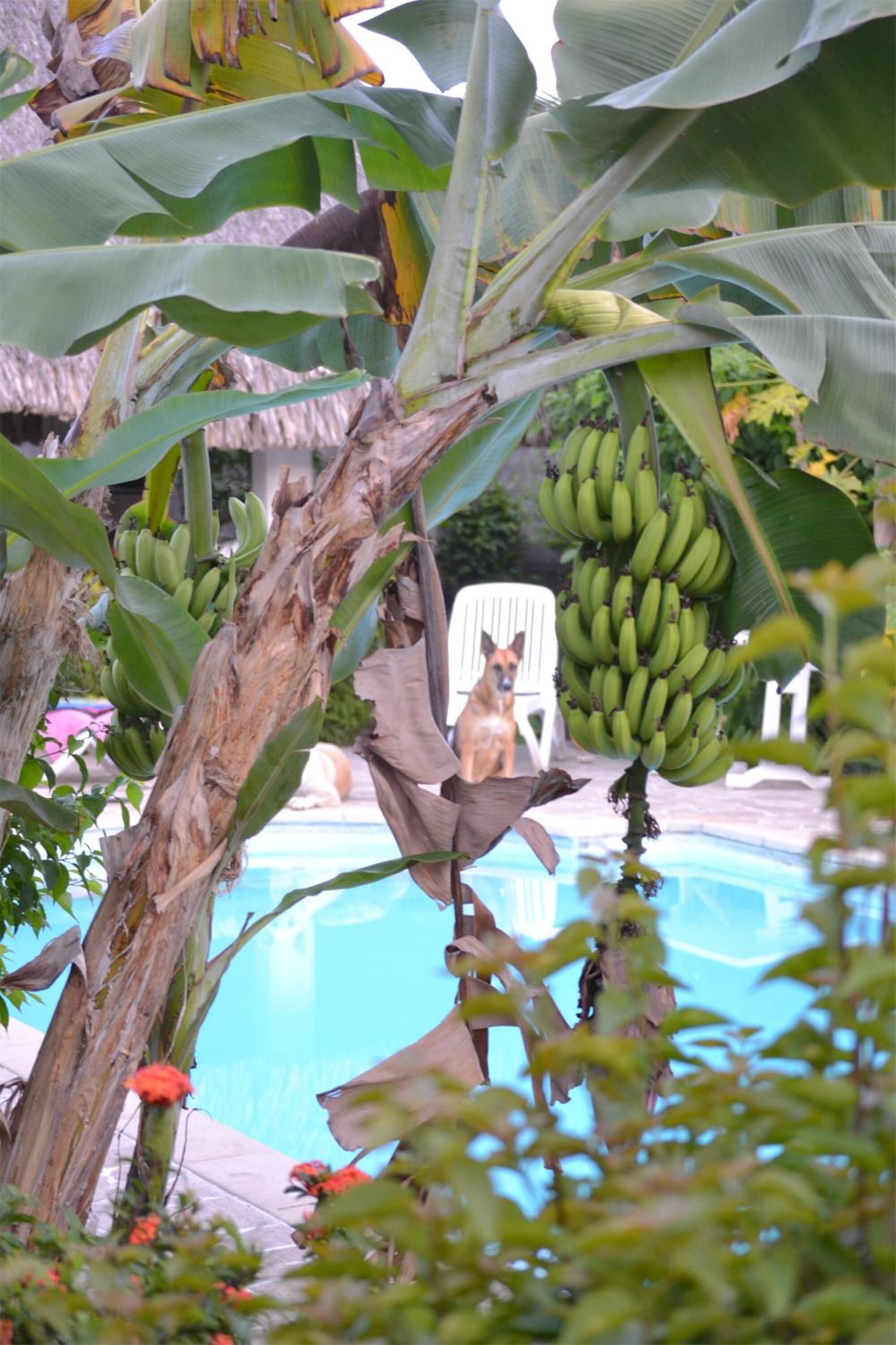 Un cane seduto su una sedia vicino a una piscina, circondato da piante di banano e fiori.