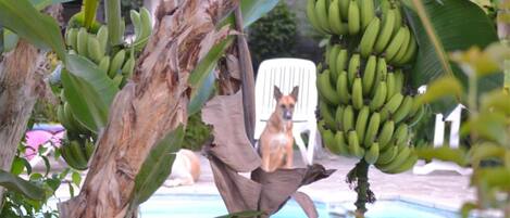 Un cane seduto su una sedia vicino a una piscina, circondato da piante di banano e fiori.