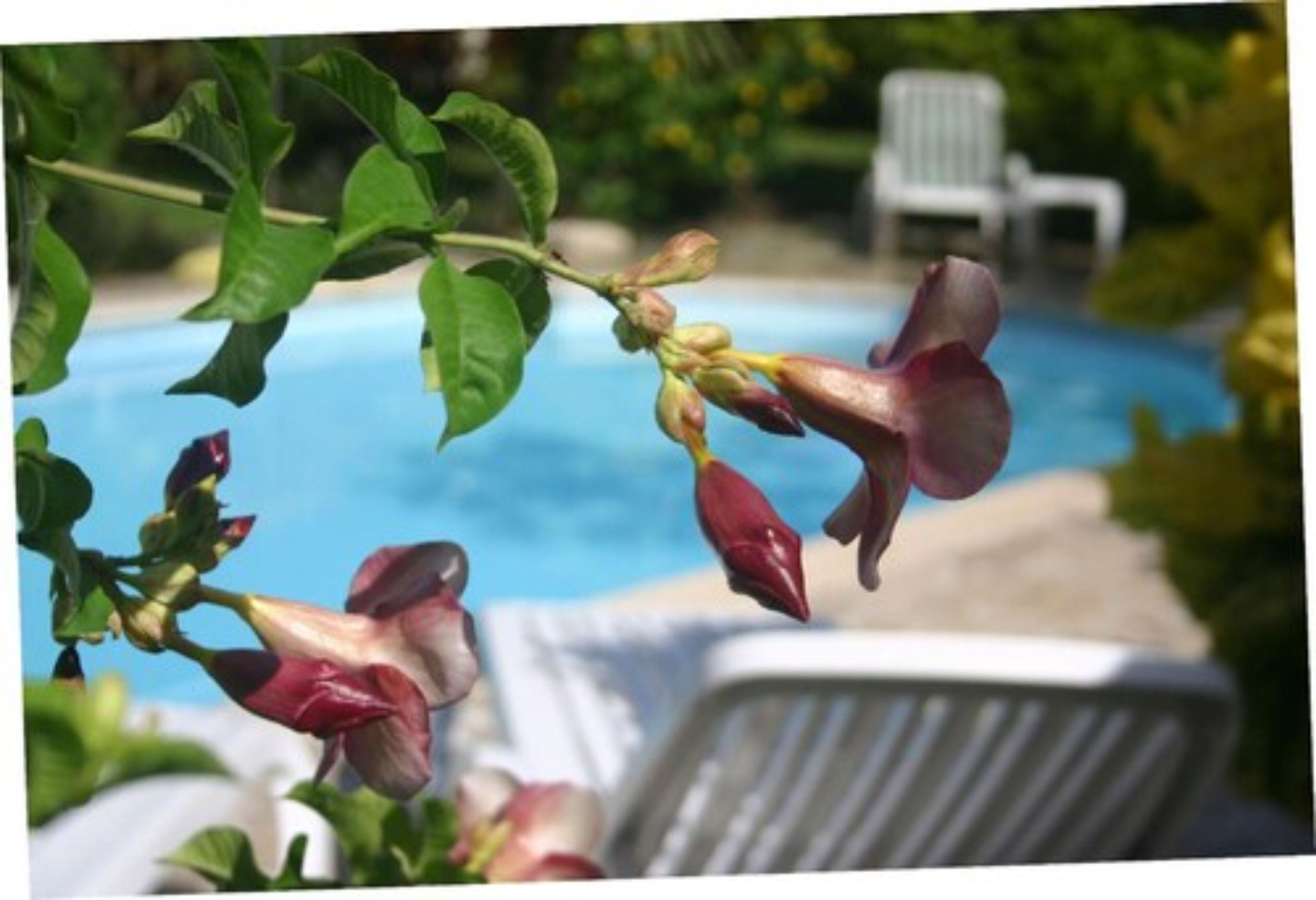 A poolside area with lounge chairs and a plant with flowers.
