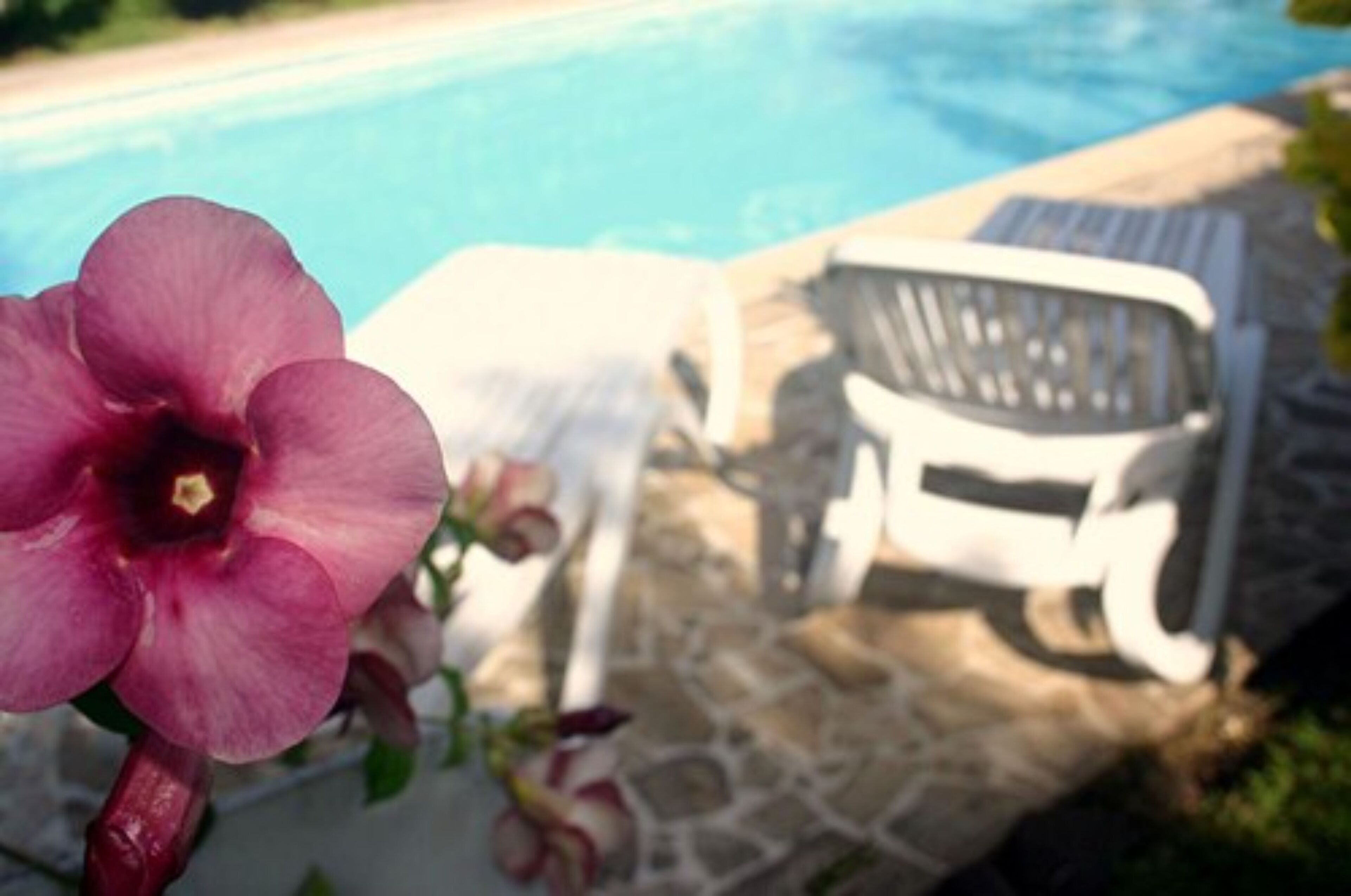 A pool area with a chair and a flower.