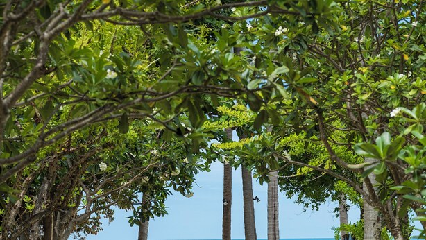 A pathway leading to a beach with palm trees and a clear view of the ocean. - Homm Chura Samui (Koh Samui)