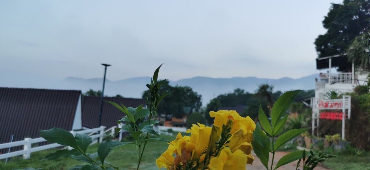 A yellow flower in the foreground with a white fence and a building in the background.