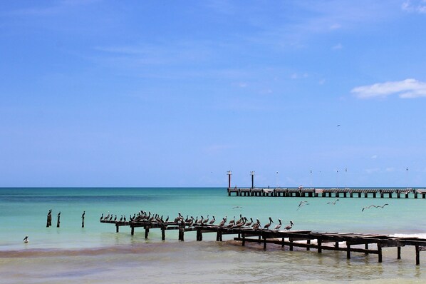Un muelle se adentra en un mar azul cristalino, con aves posadas sobre él.