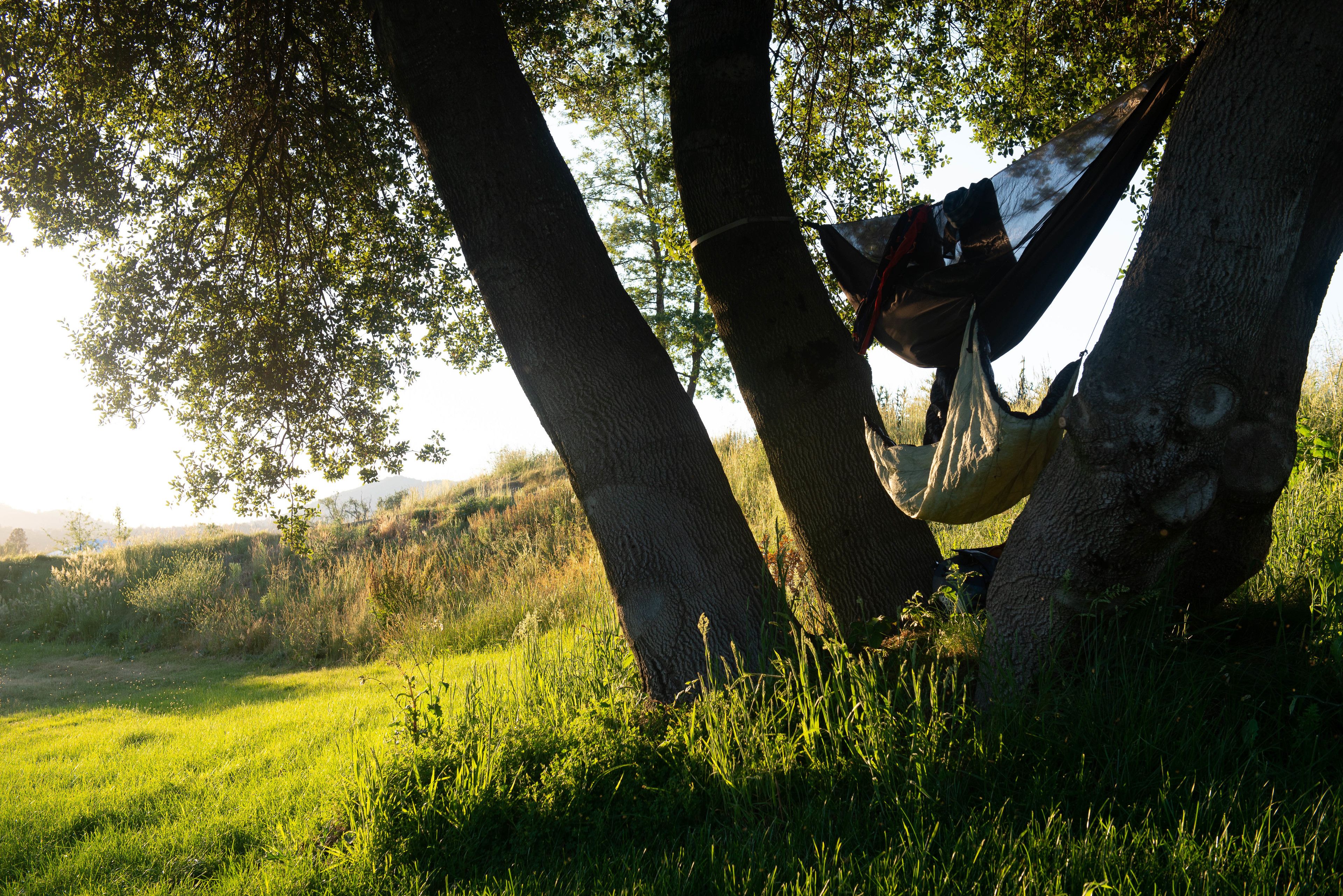 A hammock tied between trees in a grassy field.