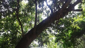 Um rio cercado por vegetação densa e árvores.