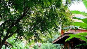 A brick pathway leading to a wooden building surrounded by lush greenery. - Ayodhara Village (Ayutthaya)