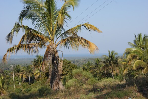 Una palmera con una vista despejada del paisaje circundante.