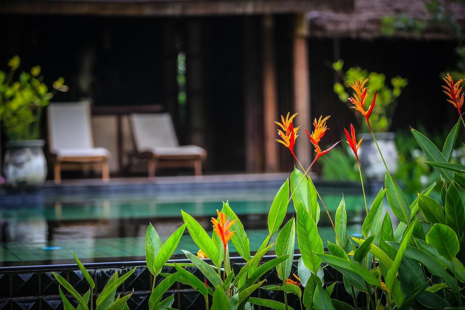 Un espace aménagé au bord de la piscine, avec des chaises longues et des plantes tropicales.