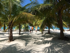 A beach with palm trees and a clear blue sky.