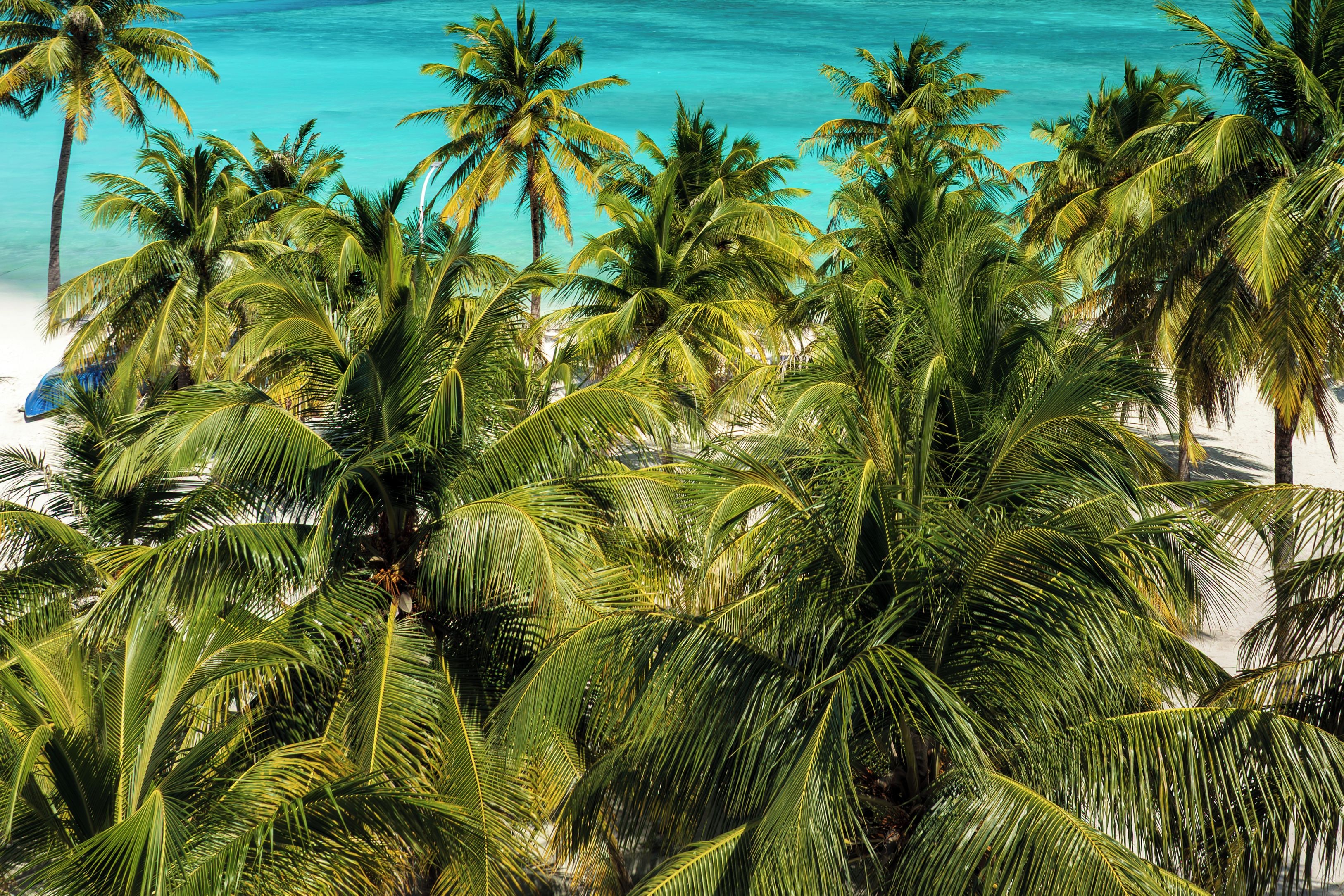 A beach with palm trees and clear blue water.