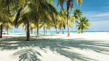A beach with palm trees and a clear sky.