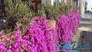 A row of vibrant purple flowers and green shrubs in front of a building with a sign reading "Ale Dente Hotel". - AlaDeniz Hotel (Istanbul)