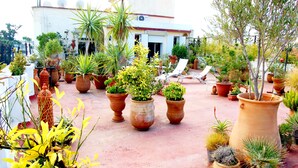 Un jardín en la azotea con diversas plantas en macetas y un edificio blanco al fondo.
