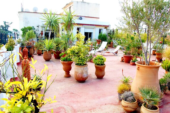Un jardín en la azotea con diversas plantas en macetas y un edificio blanco al fondo.