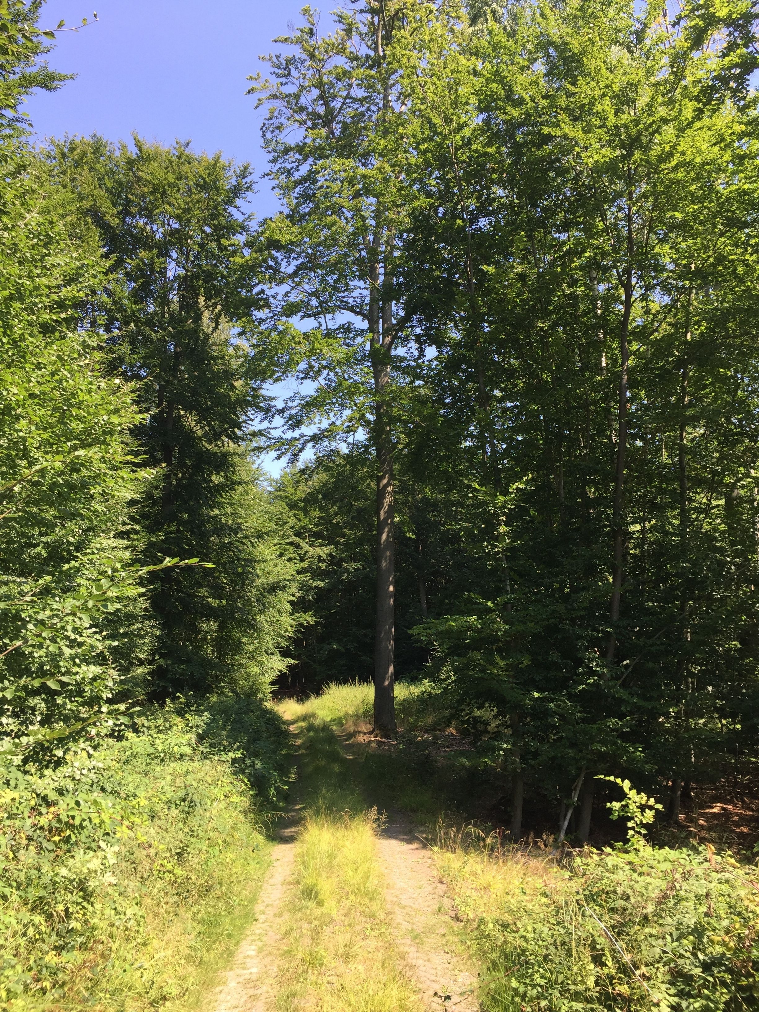 A forested path with dense trees and underbrush.