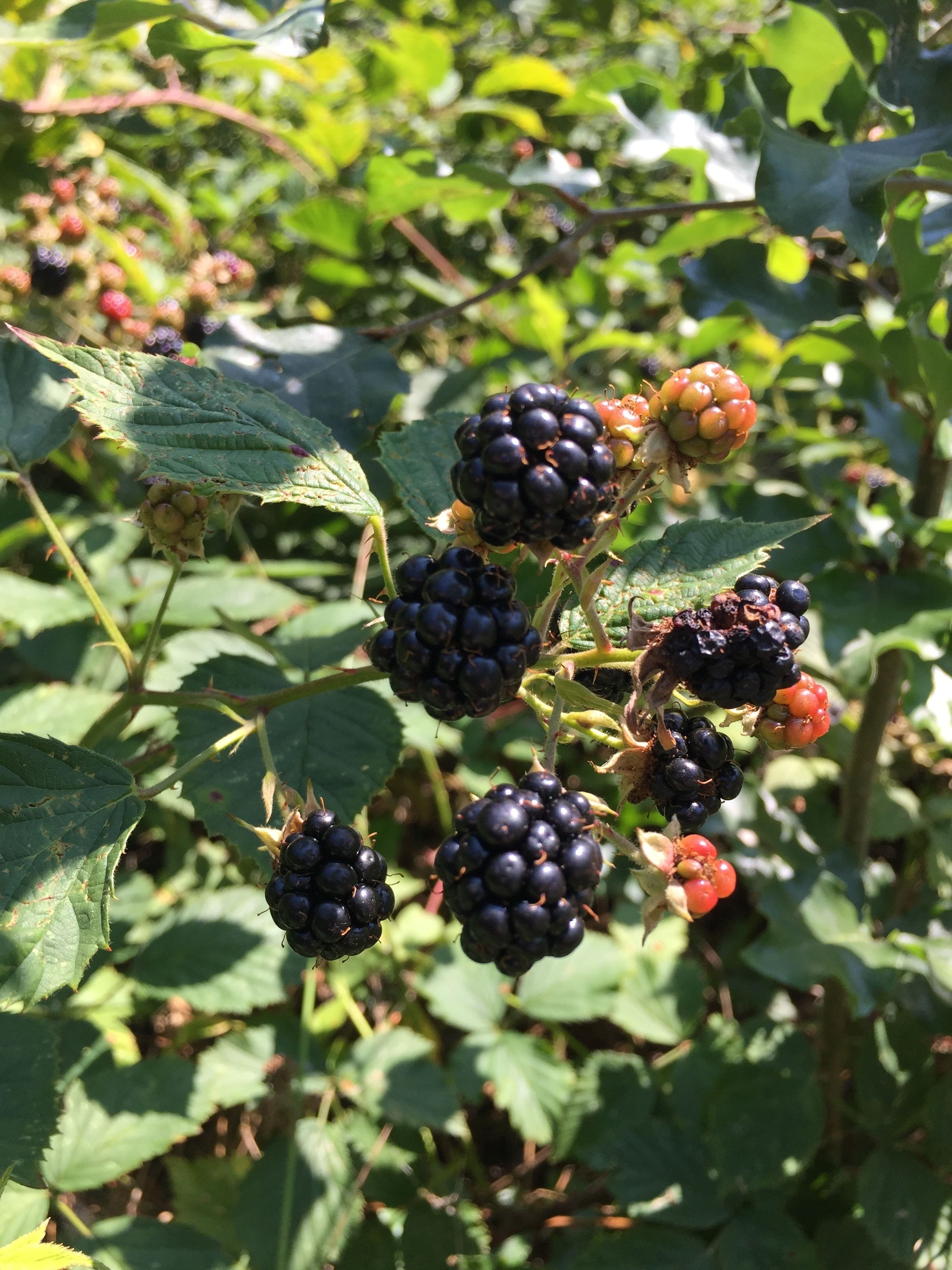 Clusters of ripe blackberries on a plant with green leaves.