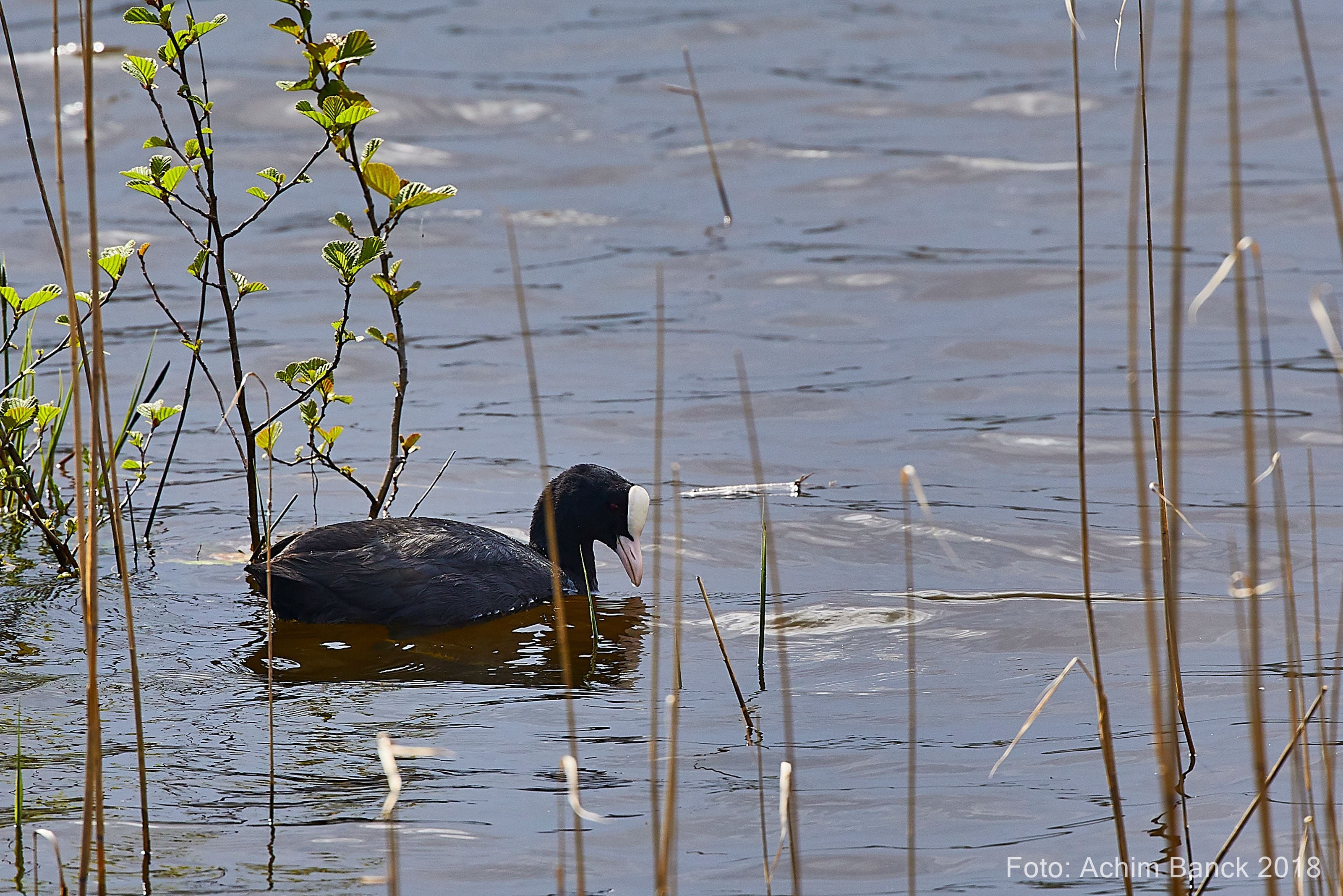 Ein Vogel schwimmt in einem mit Schilf bewachsenen Gewässer.