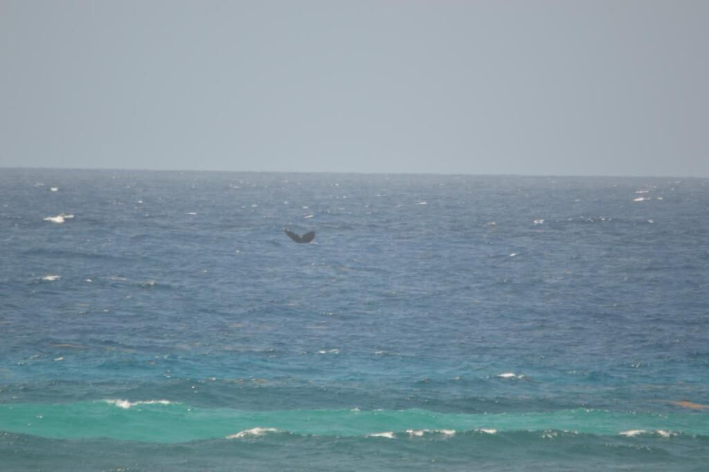 white sand, snorkelling, windsurfing, surfing