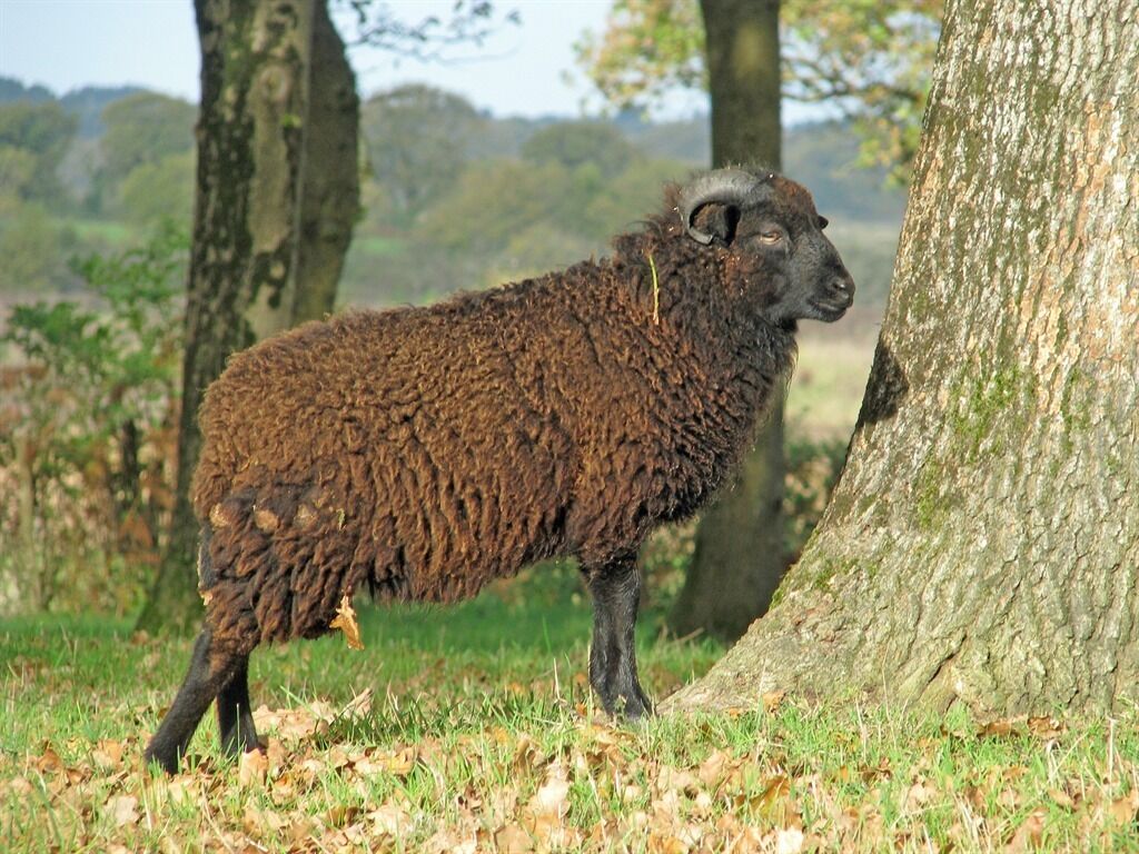 A single sheep standing in a grassy area with trees in the background.