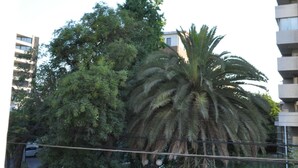 Un edificio con un árbol grande al frente.