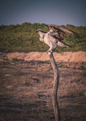Di pantai, payung pantai, dan berkayak