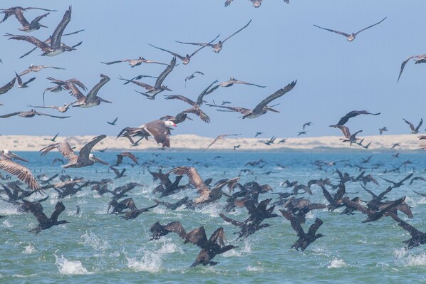 Di pantai, payung pantai, dan berkayak