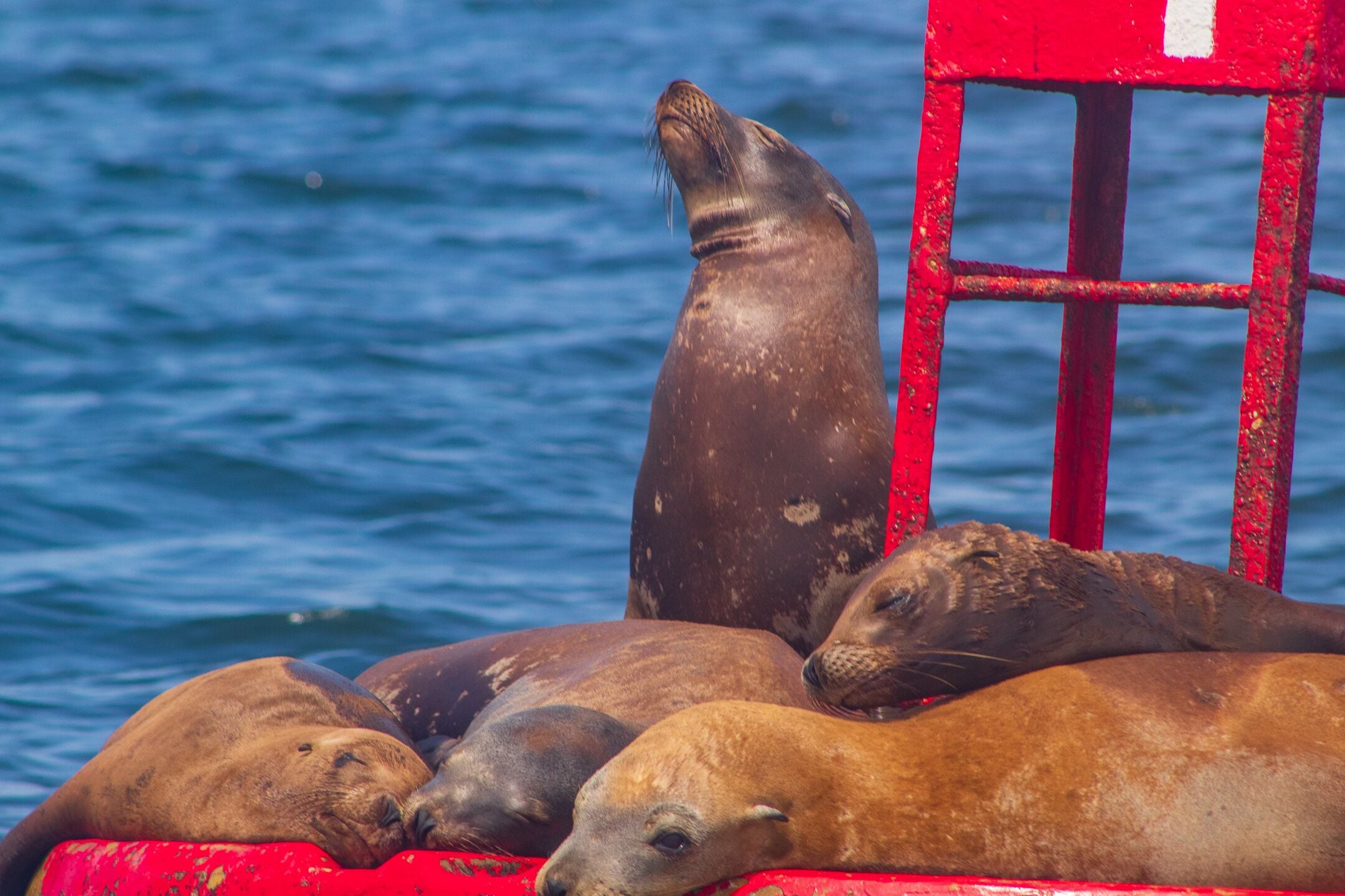 A group of seals resting on a red structure by the water.