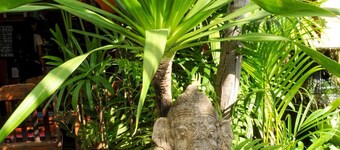 All In 1 Guesthouse Chiang Mai