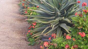Una hilera de plantas de agave con flores rojas y follaje verde en un jardín.