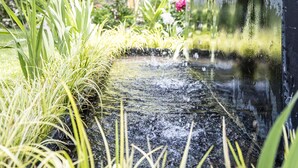 Springvand