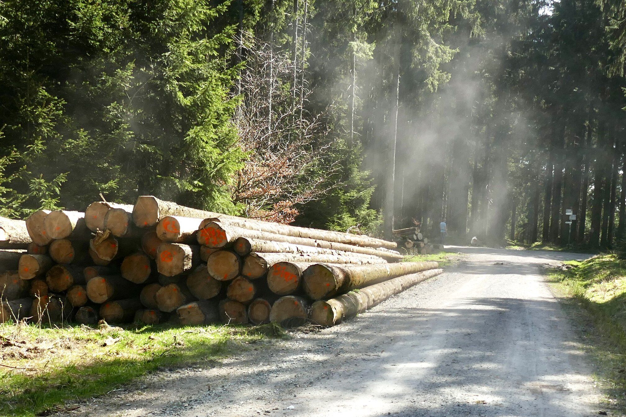 A gravel road with a stack of logs on the left and a forest in the background.