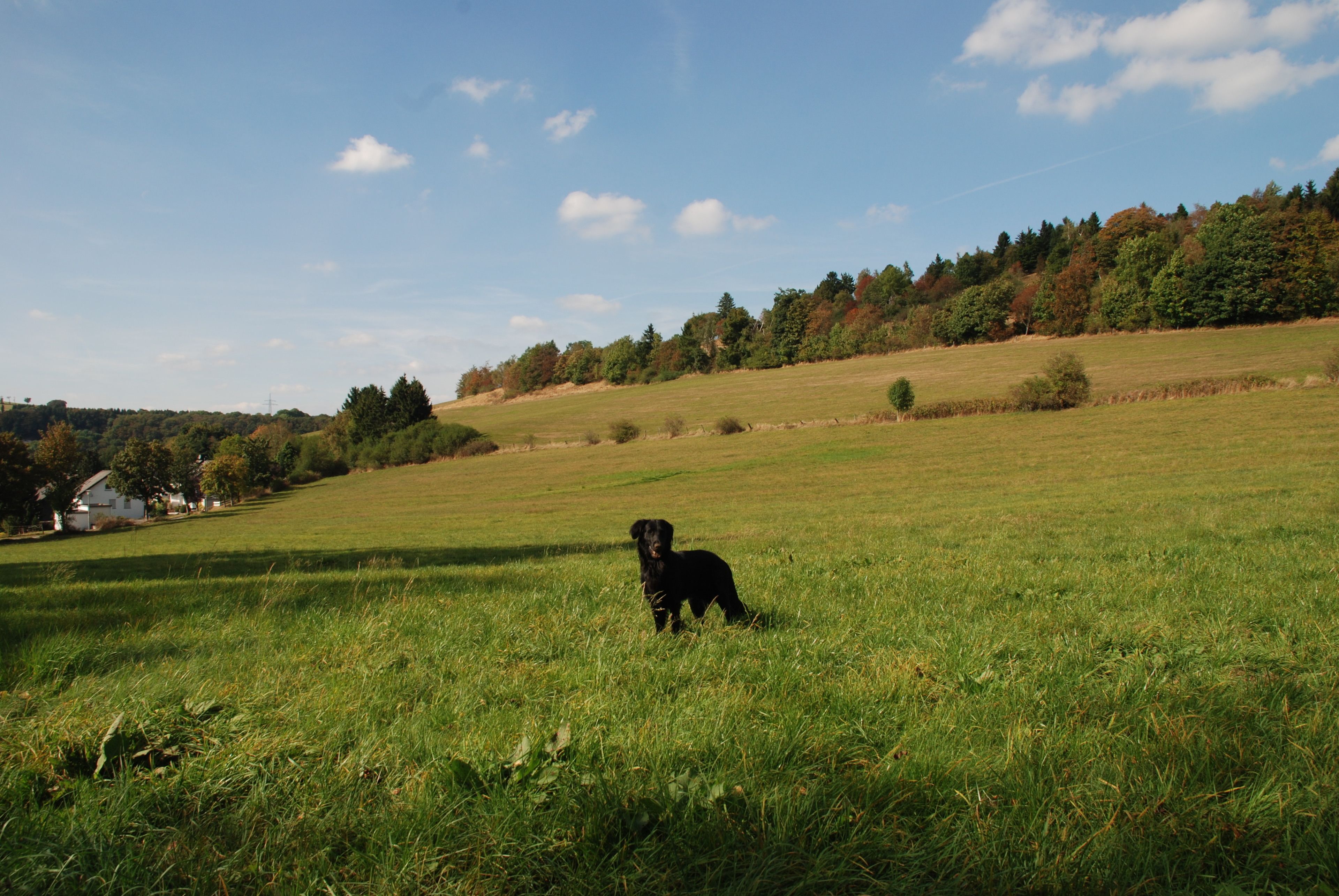 A grassy field with a dog in the center and a forested hill in the background.